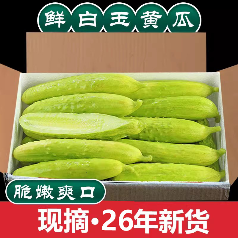 山东奶油小黄瓜新鲜白玉黄瓜生吃孕妇水果应季时令小青瓜脆嫩无刺