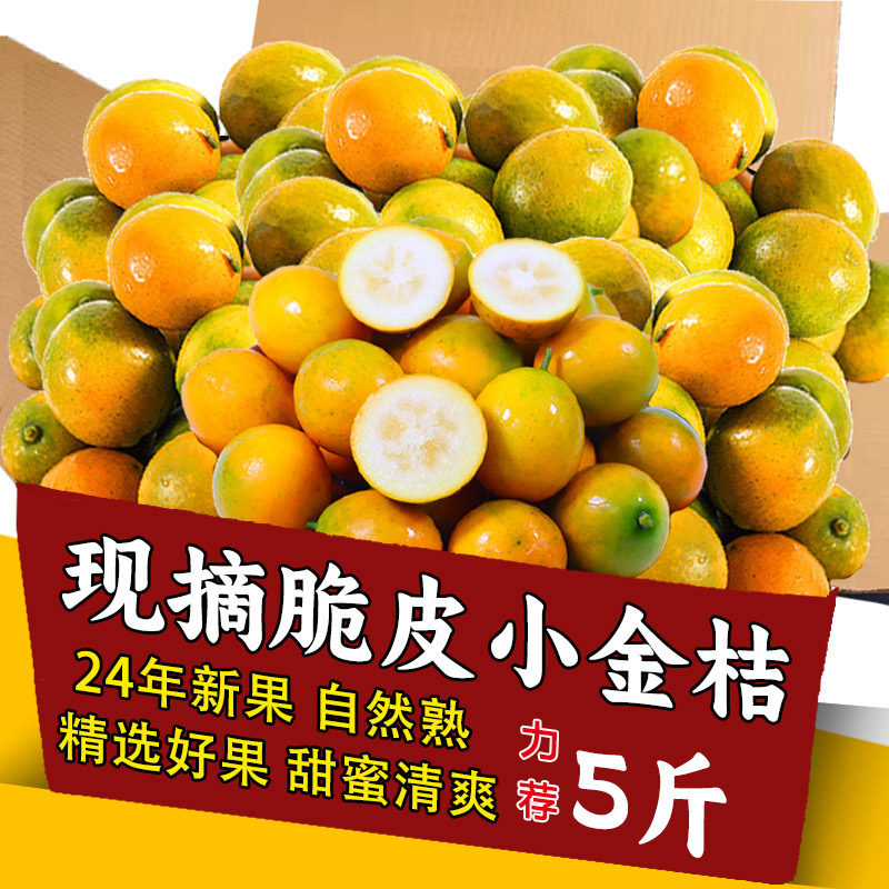 正宗脆皮金桔5斤正宗三代脆皮金桔金柑纯甜无籽新鲜现摘现发包邮