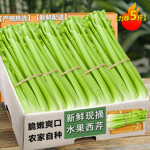 新鲜西芹5斤榨汁西芹当季西芹凉拌热炒沙生吃拉新鲜现摘3现发包邮