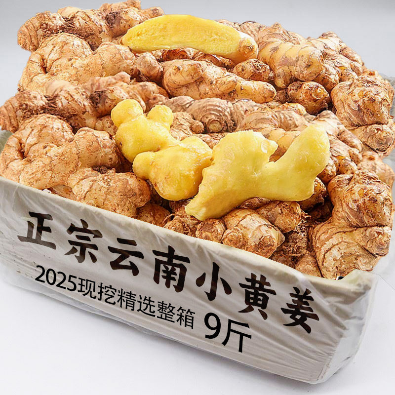 云南小黄姜5斤生姜新鲜姜现挖高山辛辣非云南老月子姜种子土蔬菜9