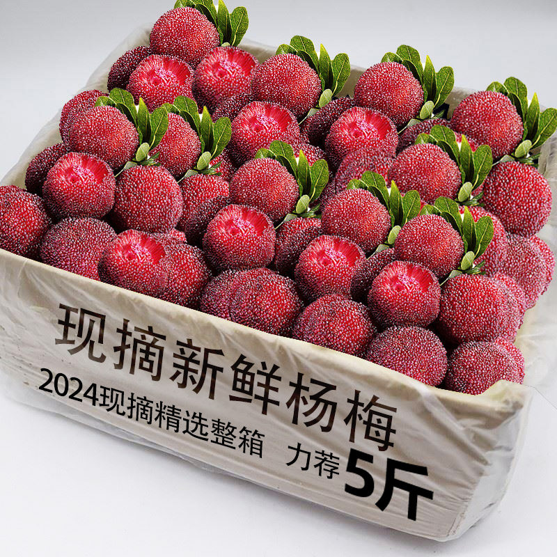 新鲜贵州小杨梅鲜果当季新鲜水果荸荠现摘整箱孕妇整箱泡酒包邮发
