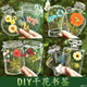 干花书签手工diy材料透明标本瓶子里 秋天干花书签手工diy材料包透明植物 春天自制压花植物花小学生瓶子里