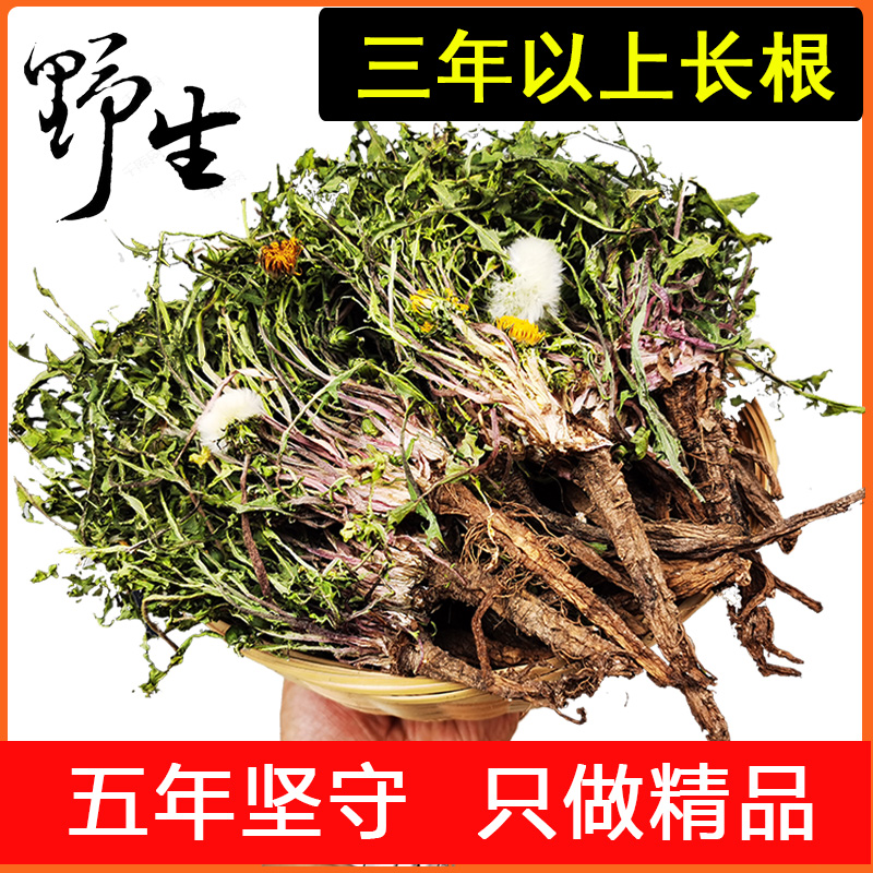 蒲公英茶野生蒲公英新鲜特级