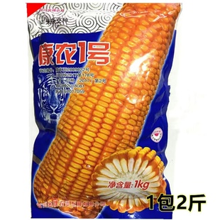 康农1号 杂交玉米种子 白轴黄籽包谷种子 1公斤