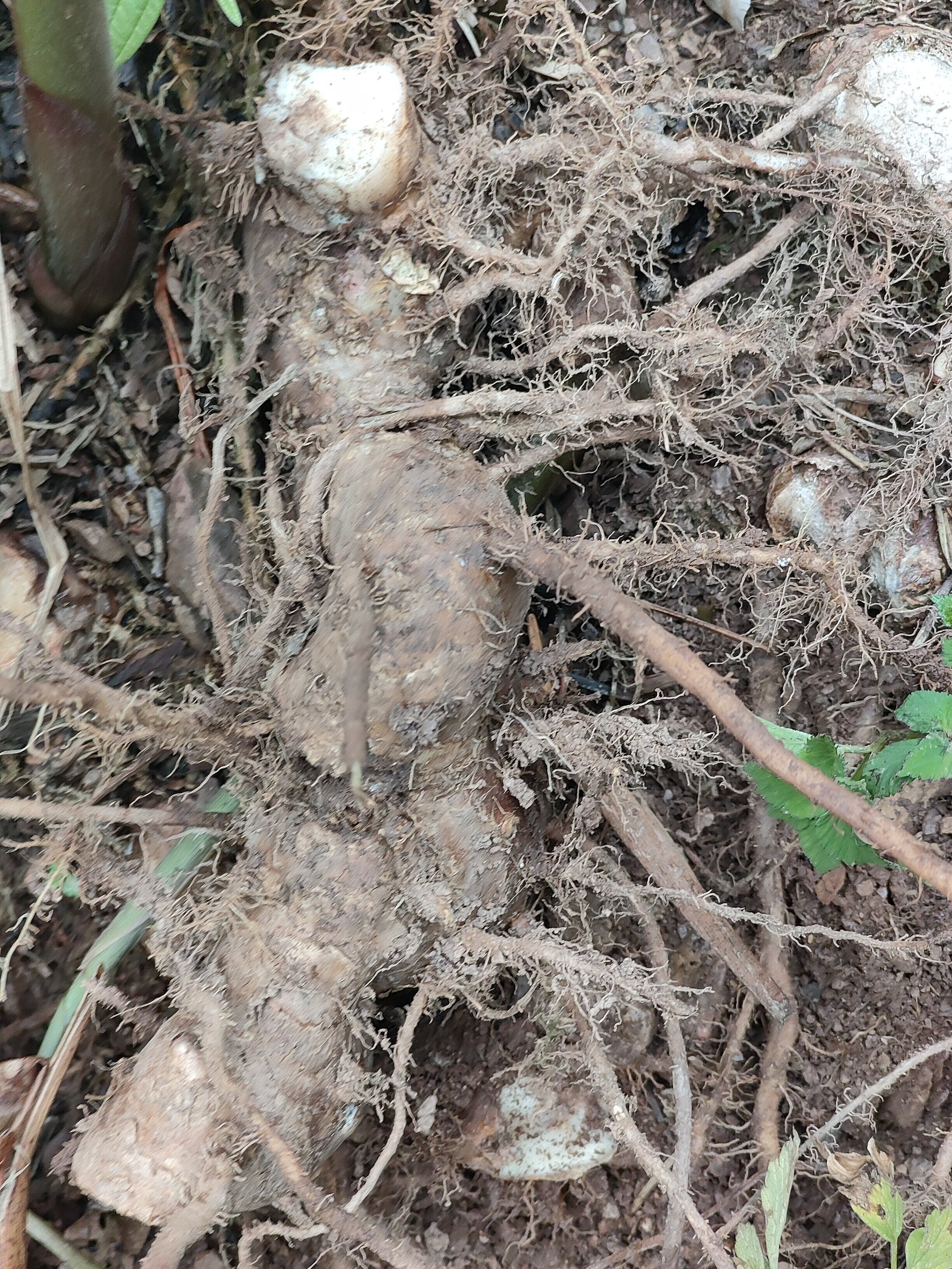 云南野生食用夜寒苏带根种植煲炖汤食材大姜山姜