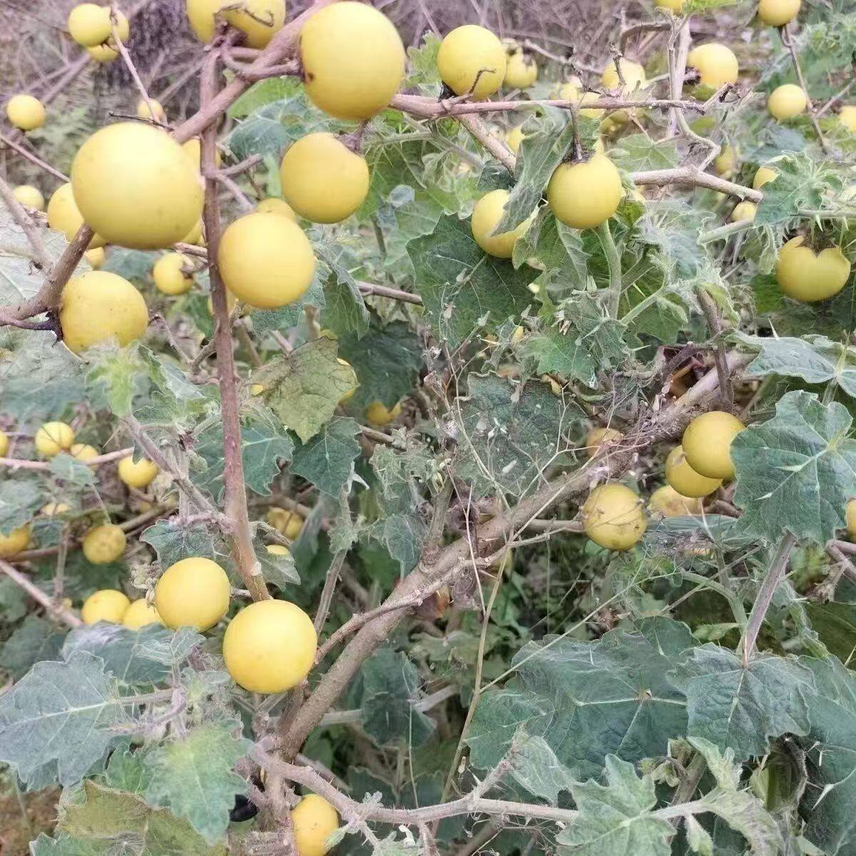 野生刺天茄种子山竹黄果茄刺颠茄牙痛果野茄果大颠茄一年生草本籽