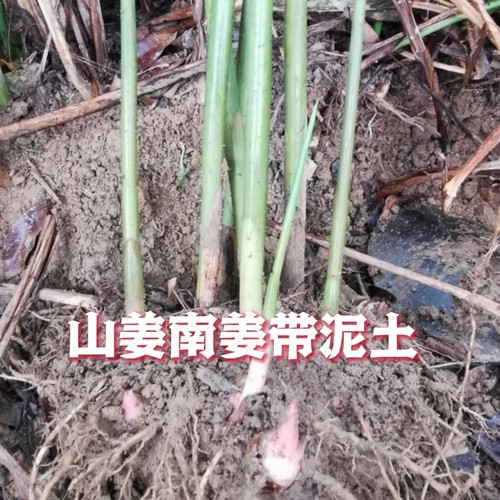 山姜南姜种苗高良姜泥土保湿发广西长寿之乡野生原种苗去汗斑卤肉