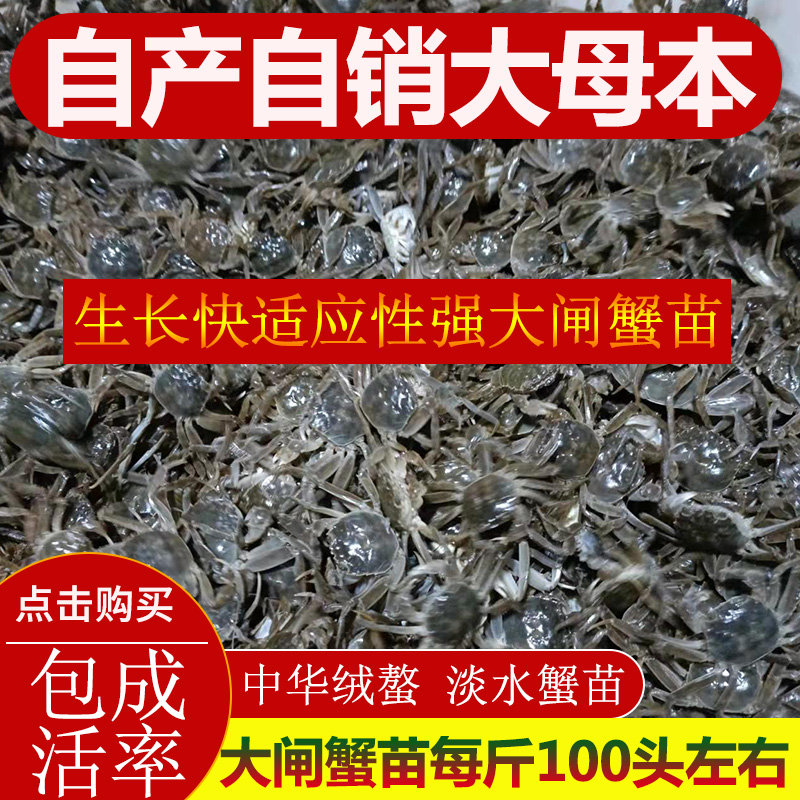 贡果丽1斤装小螃蟹苗活体免邮费养殖大闸蟹苗淡水毛蟹苗小蟹苗-封面