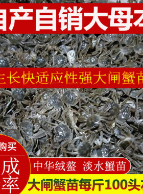 贡果丽5斤装小螃蟹苗活体免邮费养殖大闸蟹苗淡水毛蟹苗小蟹苗