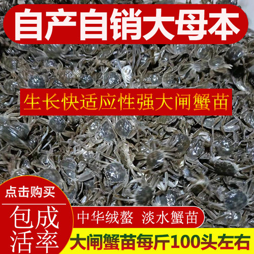 贡果丽5斤装小螃蟹苗活体免邮费养殖大闸蟹苗淡水毛蟹苗小蟹苗