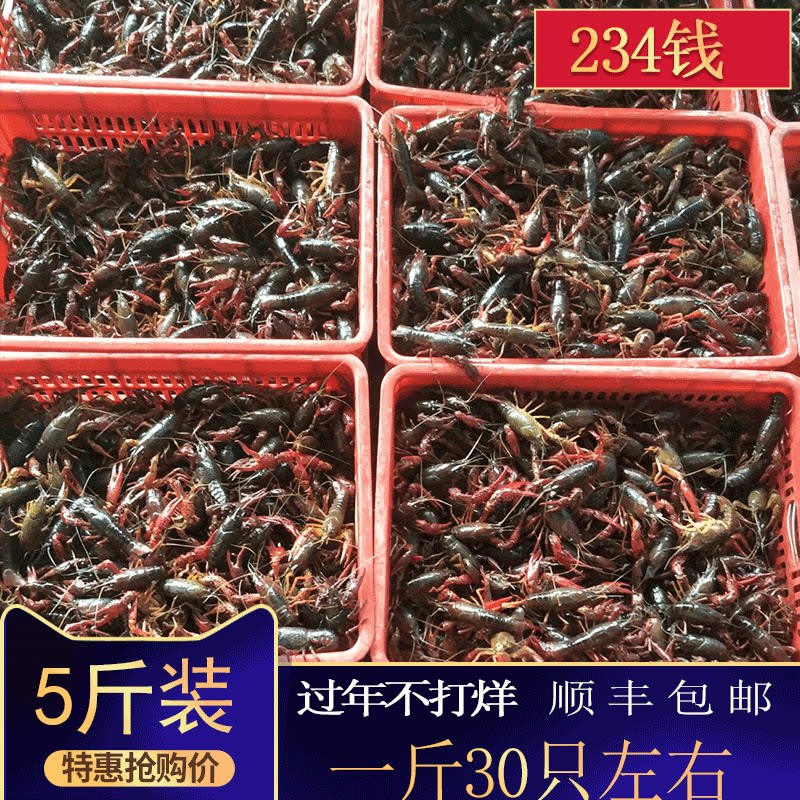 5斤2345钱清水小龙虾包邮龙虾鲜活活体新鲜海鲜水产虾苗