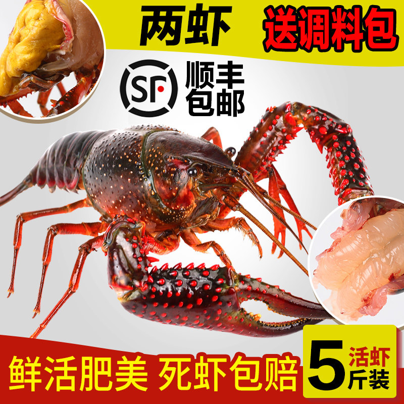 特炮斤两虾清水鲜活批发