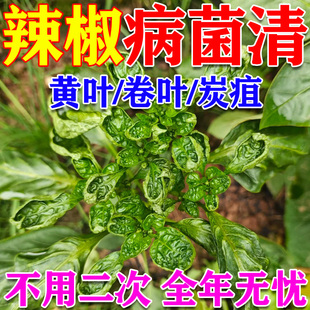辣椒病毒病专用病菌清防辣椒卷叶病疫病炭疽药液缩叶病黄叶KG