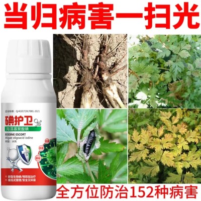 当归专用药当归病全杀当归治病杀菌剂根腐病锈病麻口病白腐病褐斑