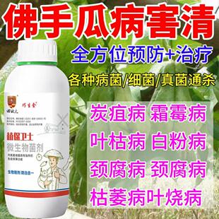 佛手瓜炭疽病叶斑病药不结果黄叶病枯萎病克星软腐病佛手瓜专用