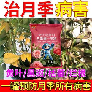 月季花病害专用月季枯枝病白粉病新芽干枯萎焉黄叶不生长抗病杀菌