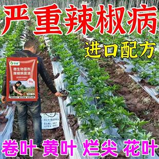 辣椒疫病清辣椒卷叶炭疽黄叶枯萎根腐灰霉软腐病害专用微生物菌剂