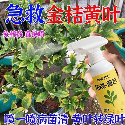 橘子树金桔盆栽浓缩杀菌