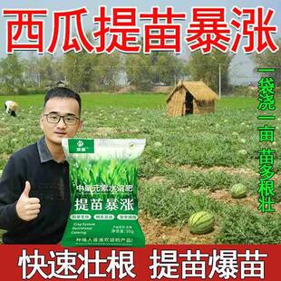 西瓜提苗暴涨专用肥生根壮苗剂促进生根防死苗猝倒黄苗专用增产肥