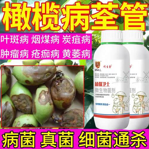 橄榄树专用肥杀菌剂橄榄病炭疽煤烟叶斑病全治杀菌剂粗壮高产肥
