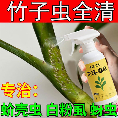 竹子用杀虫打虫药灭竹虫生竹林竹叶用药有虫长虫子腻虫簕竹米杀虫