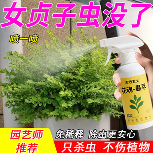 亮晶小叶女贞树药除虫蚜虫杀虫剂虫药虫害金叶白蜡蚧斑衣蜡蝉桑白