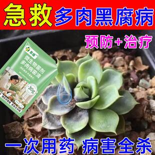 多肉烂根黑腐化水掉叶专用杀菌剂叶子白粉烟煤病百菌清肥料营养液