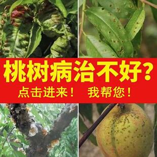 桃树病全治桃树专用药穿孔病流胶病缩叶病炭蛆病褐腐病白粉病