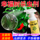 幸福树专用杀虫剂室内绿植介蚧壳虫专用除虫杀虫剂幸福树杀虫药
