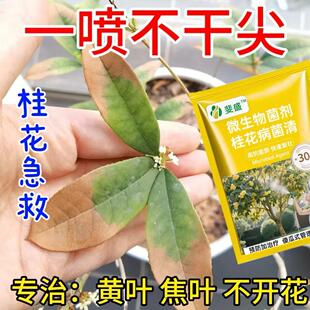 桂花枯叶病黄叶焦叶尖干叶虫孔叶斑病落叶专用肥桂花树肥料菌立清