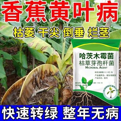 香蕉病全治专用药防治黄
