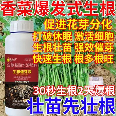 香菜快速生根液通用营养液扦插壮苗生根粉绿萝多肉树木发根剂