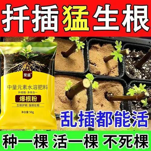 三角梅扦插移栽爆发式生根快速生根粉移栽防烂根扦插死苗弱苗专用