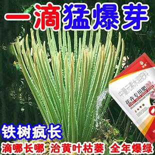 【一喷猛长】铁树专用肥料营养液叶子发黄通用肥促开花发芽液体肥
