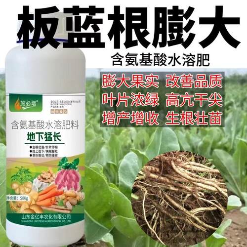 板蓝根膨大素地下根茎快速膨大壮苗生根剂早熟板蓝根专用叶面肥料