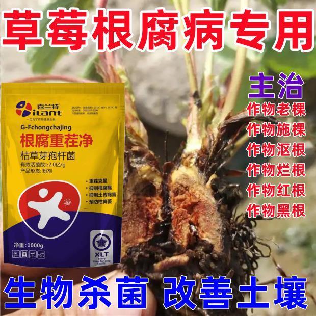 草莓根腐病草莓死苗烂根