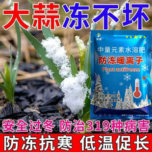 大蒜防冻剂大蒜专用药抗寒防冻防干尖黄叶软腐病大葱病全治叶面肥
