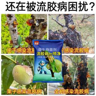流胶穿孔净流胶穿孔专用药桃树流胶药桃树穿孔药黄瓜流胶病杀菌剂