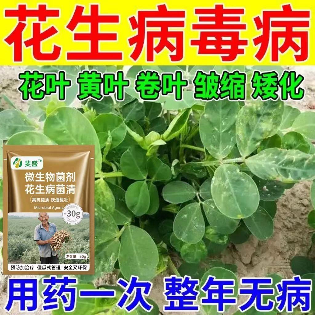 花生卷叶缩病毒药青枯烂