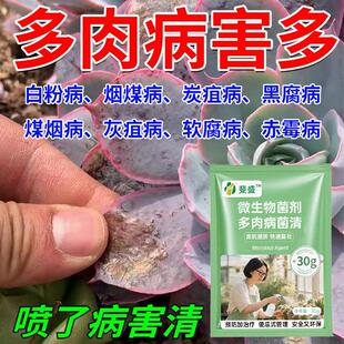 多肉烂根黑腐化水掉叶专用杀菌剂叶子白粉烟煤病百菌清肥料营养液