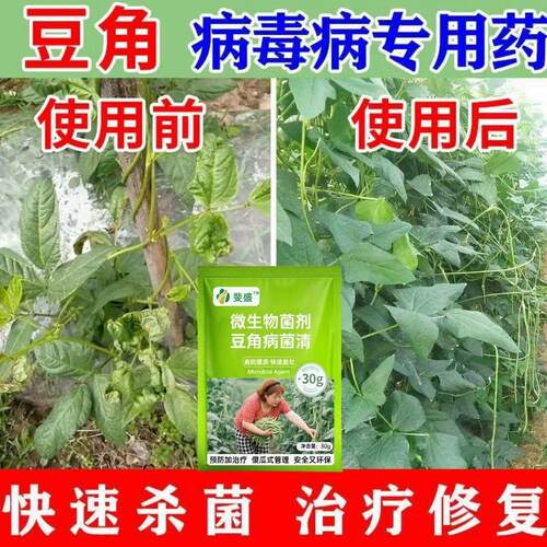 豆角病毒病专用药花叶卷叶黄叶缩叶病豆角病毒病炭疽病豆角病全治