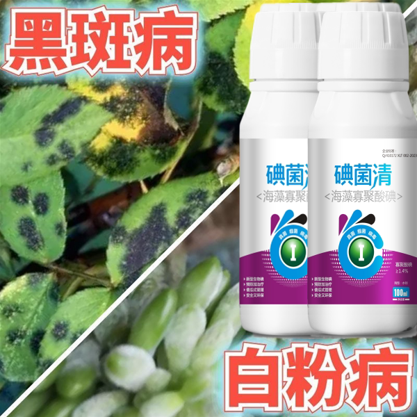 多肉专用杀菌药黑腐掉叶化水黑斑病烟煤病全治增肥增色促芽杀菌剂