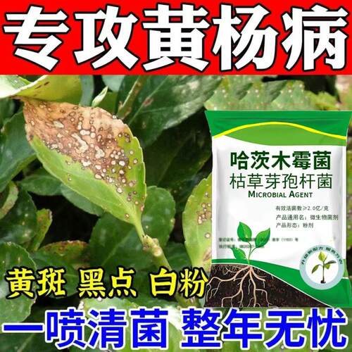 黄杨树专用药大叶小叶黄杨枯萎病炭疽病白粉病黄叶枯叶黄杨杀菌剂