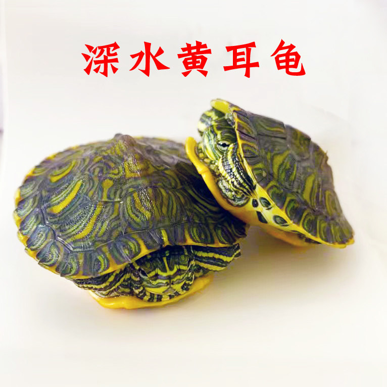 黄耳龟乌龟活物冷水长寿龟家养宠物观赏小乌龟招财龟吃粪龟深水龟