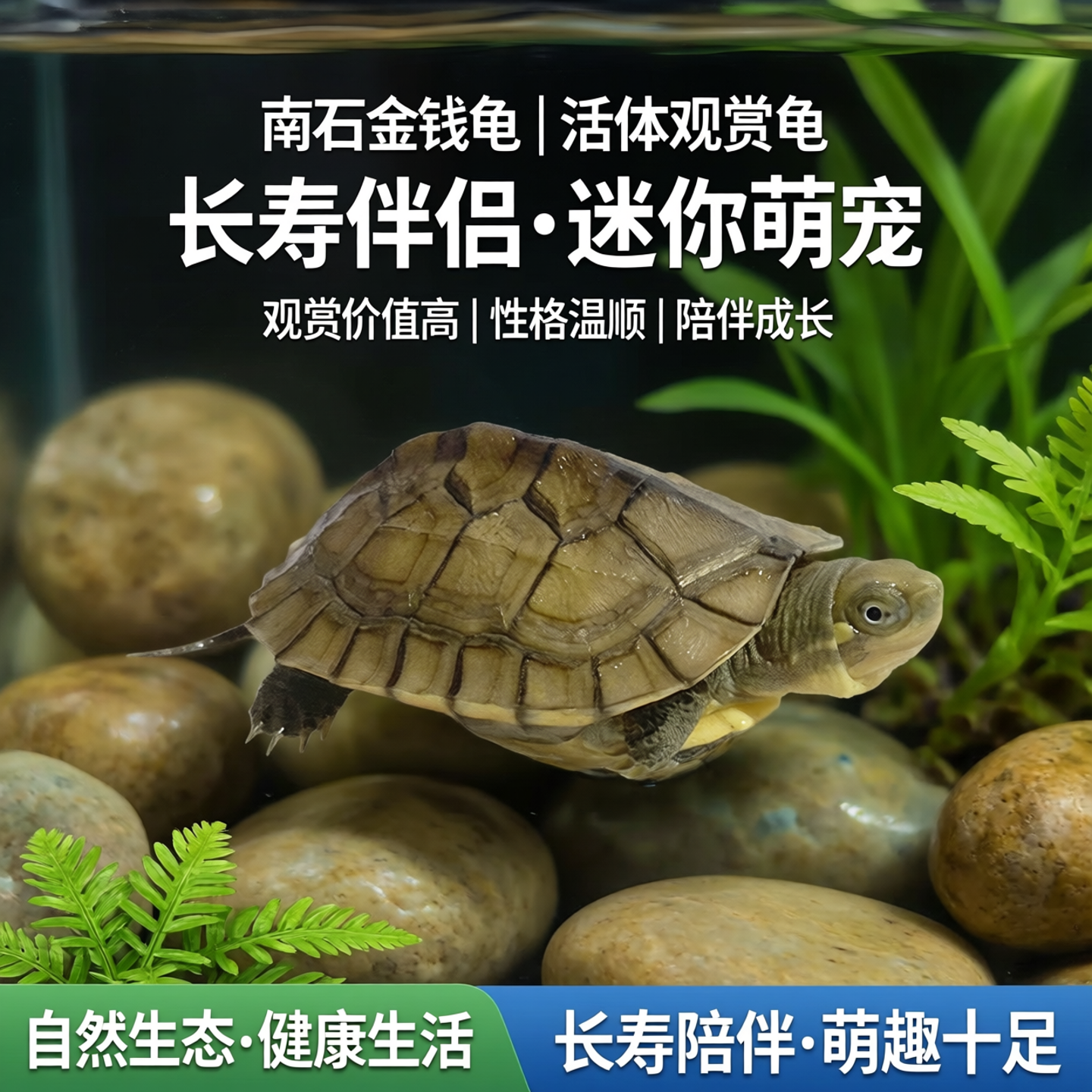 南石金钱龟活体龟观赏长寿龟情侣龟小青龟苗宠物小乌龟活物迷你龟