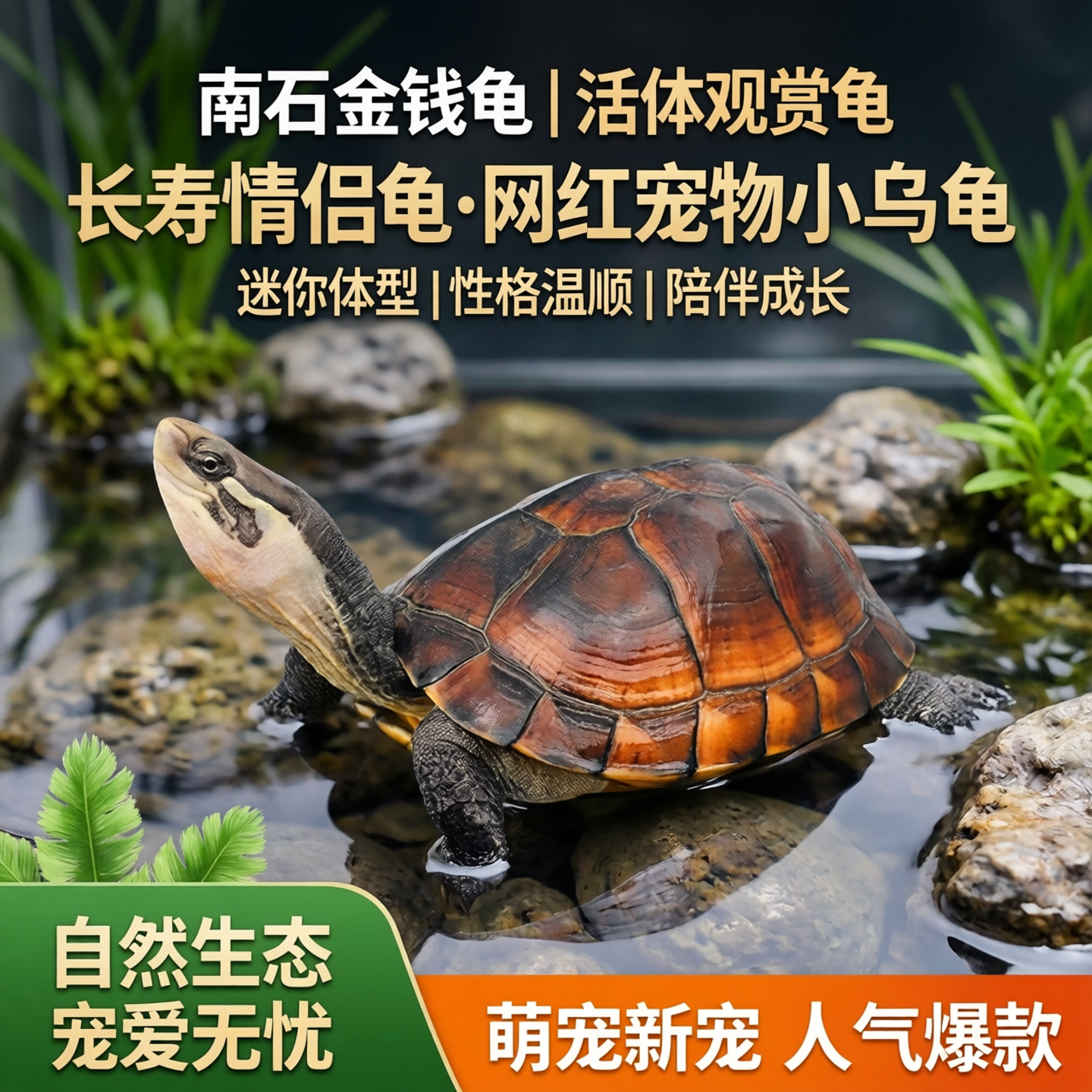 南石金钱龟活体龟观赏长寿龟情侣龟网红龟苗宠物小乌龟活物迷你龟