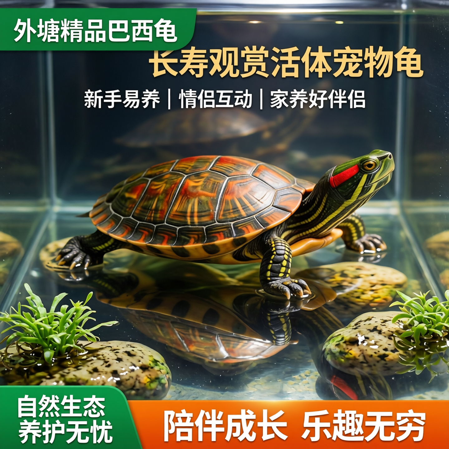 外塘精品巴西龟活物长寿龟情侣龟家养观赏小龟新手易养活体宠物龟