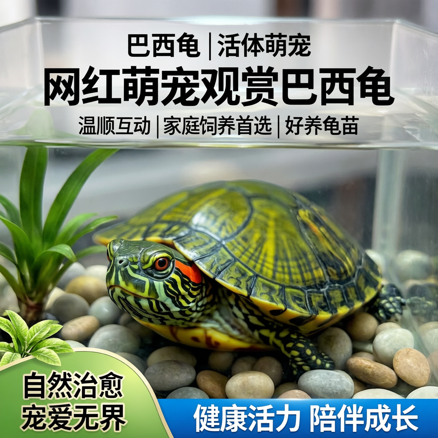 网红萌宠观赏巴西龟活体乌龟活物温顺互动家庭饲养宠物龟好养龟苗