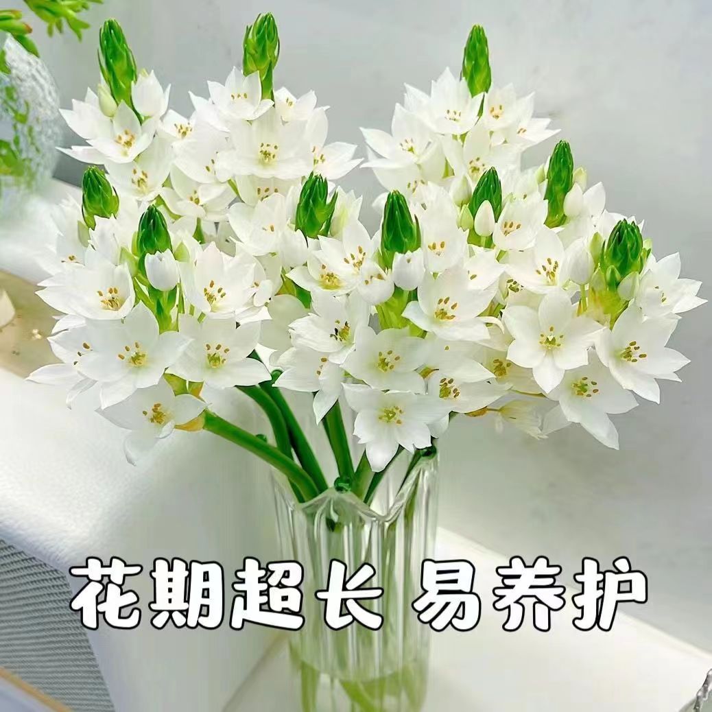 雀梅鲜花圣心百合高级家庭办公室玫瑰鲜切花云南基地直发鲜花水培