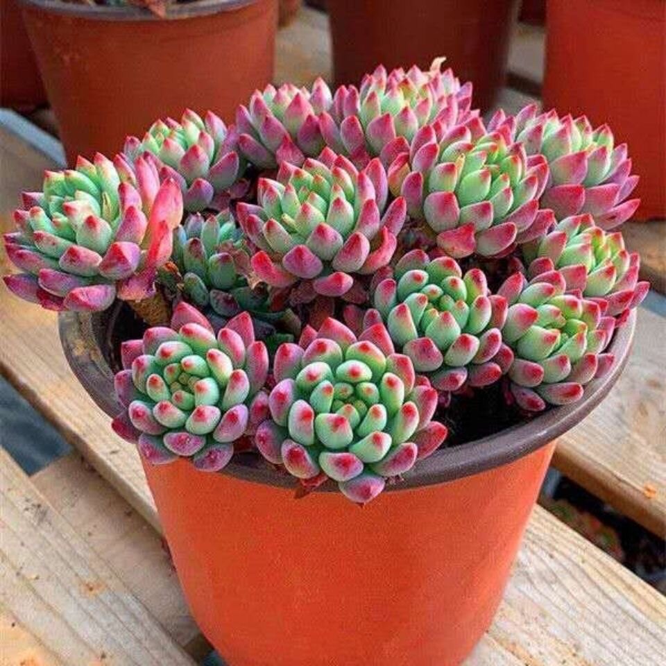 蓝苹果 蓝精灵 控养精品清棚老桩多肉植物  阳台室内办公室盆花卉